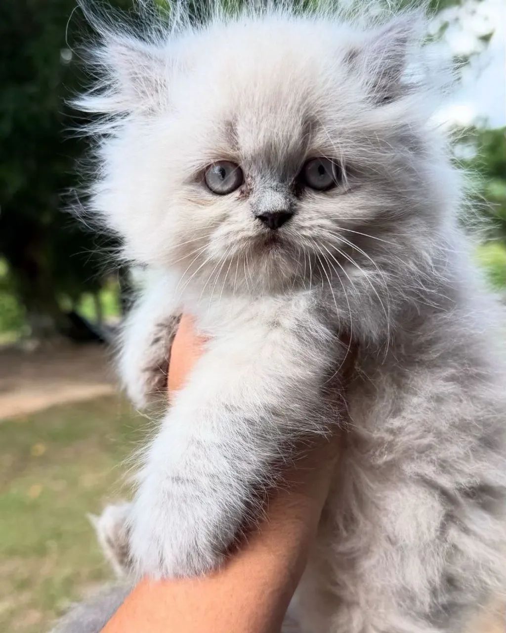 Lindo Gatinho de PERSA branco! Vacinado e vermífugado 