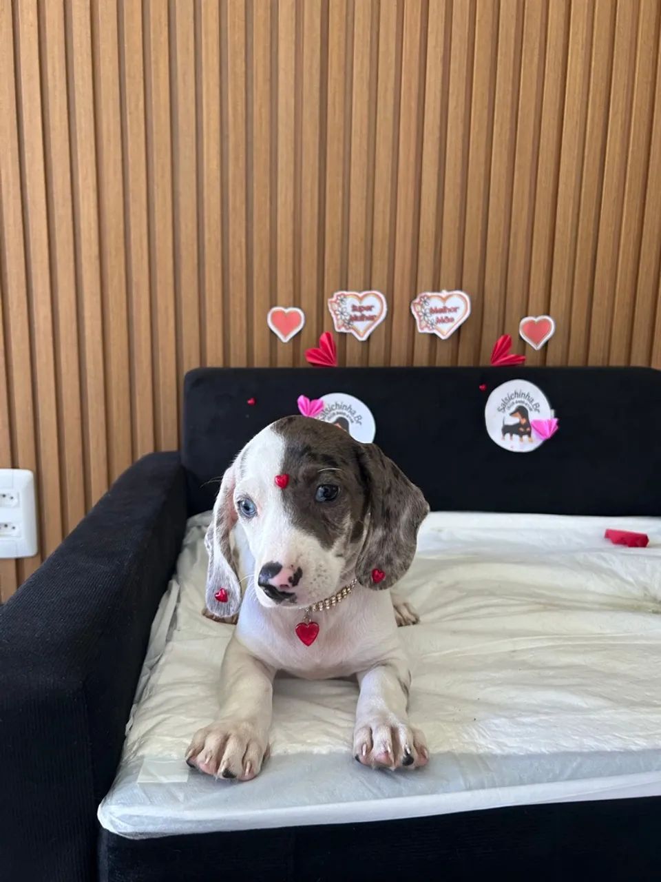 Dachshund Fêmea  - Foto 4