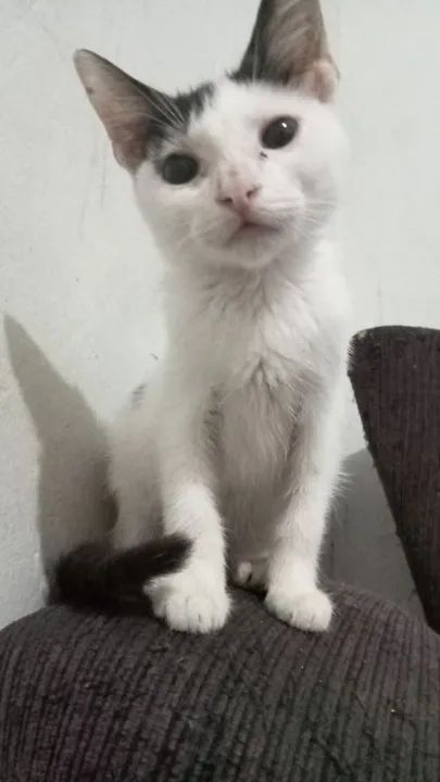 Gatinhos machos 4 meses disponíveis para adoção 