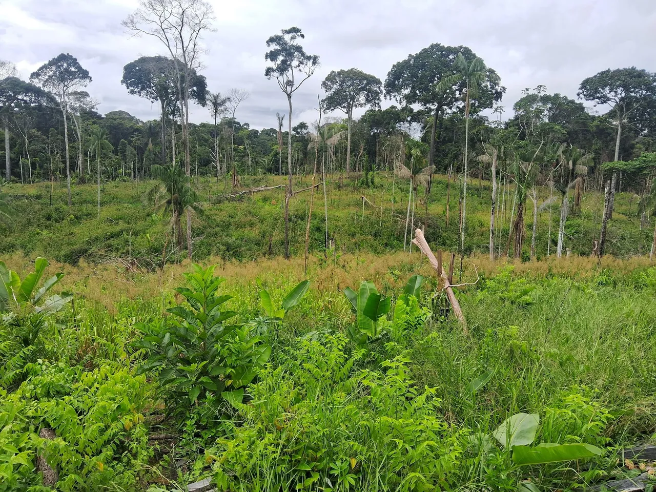 Vendo terra