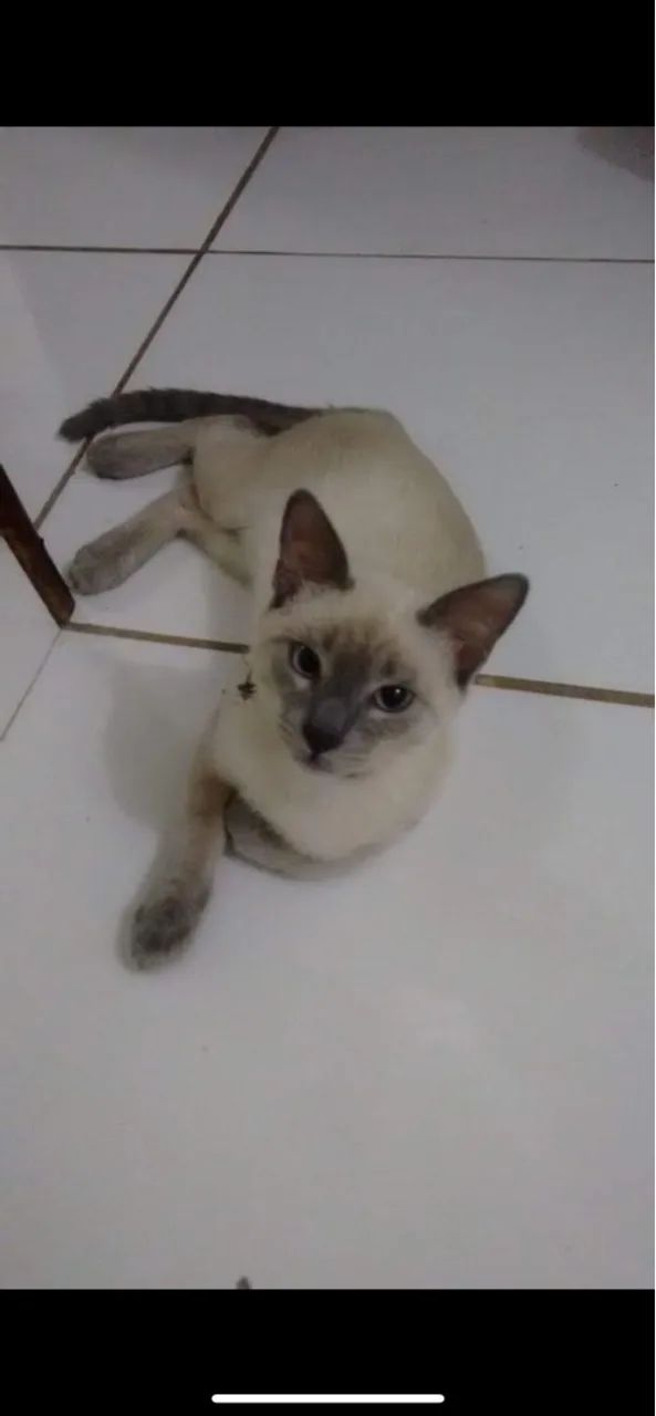 Adoção responsável!  - Foto 3