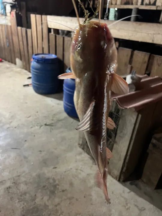 Sítio com vista espetacular para as montanhas - Foto 5