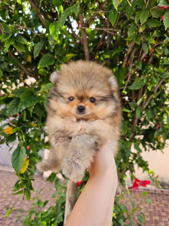 Spitz alemão (Lulu da Pomerânia) - Foto 4