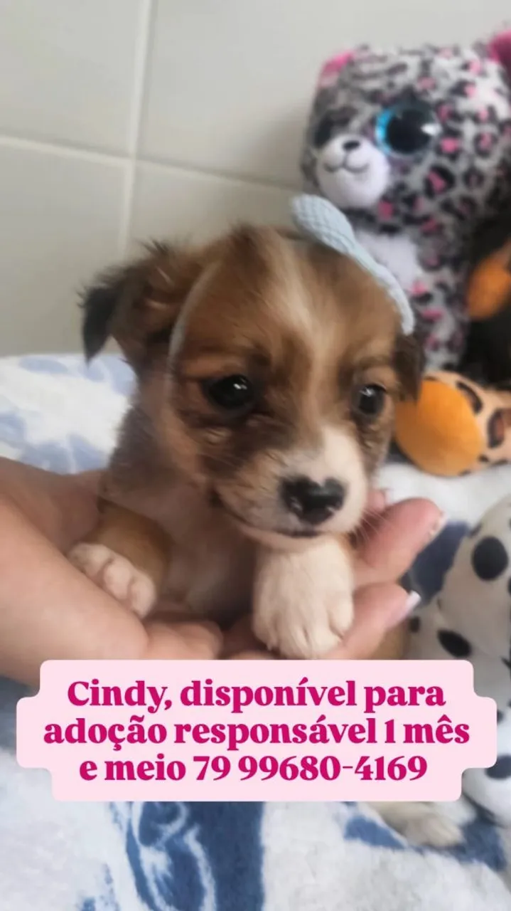 Filhote Cindy para adoção responsável