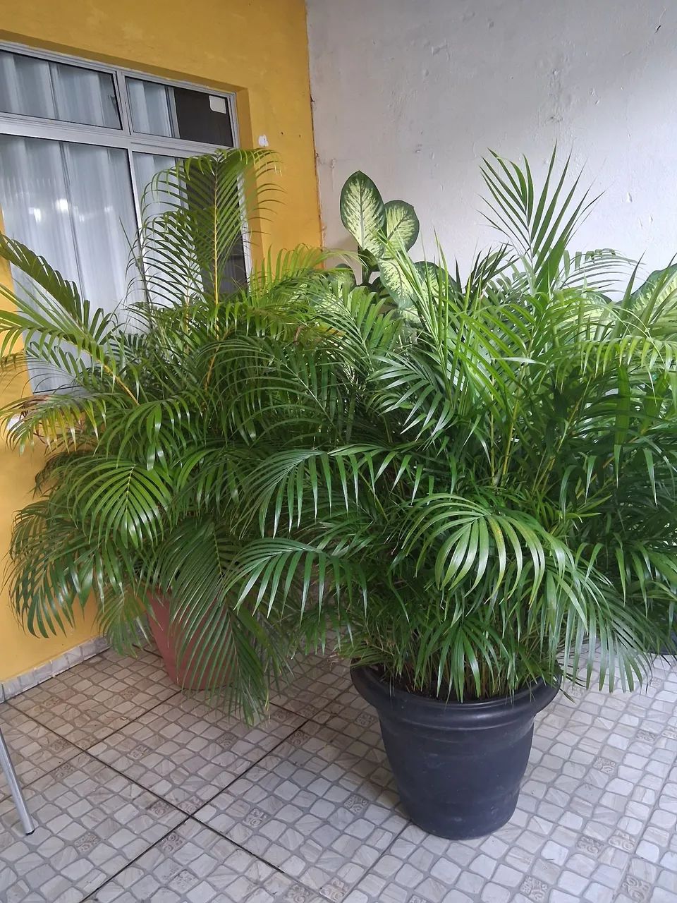 Lindas plantas e enormes  - Foto 4