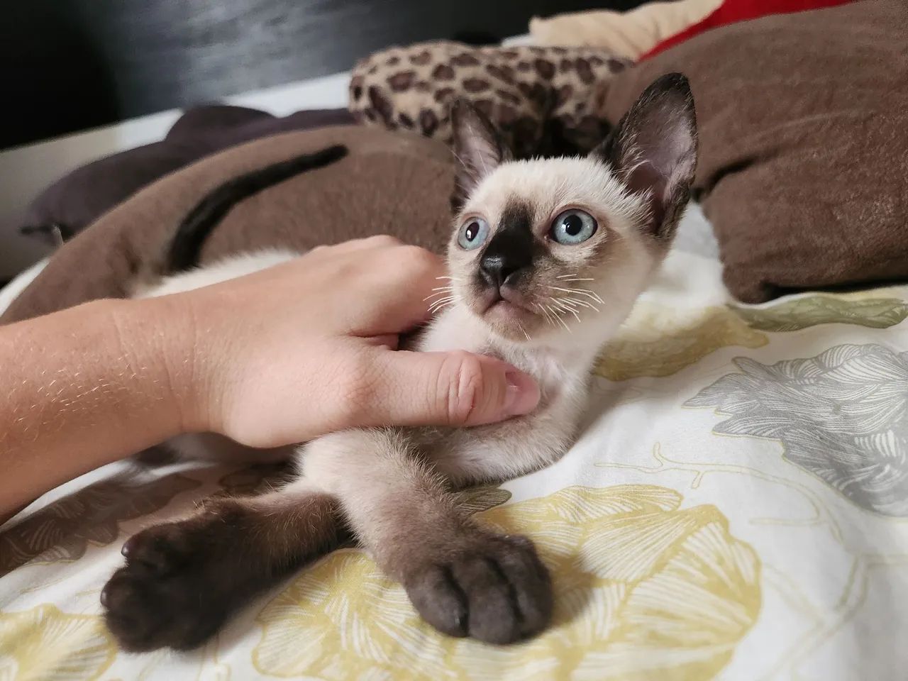 Gatinho Siamês disponível para adoção - Foto 2