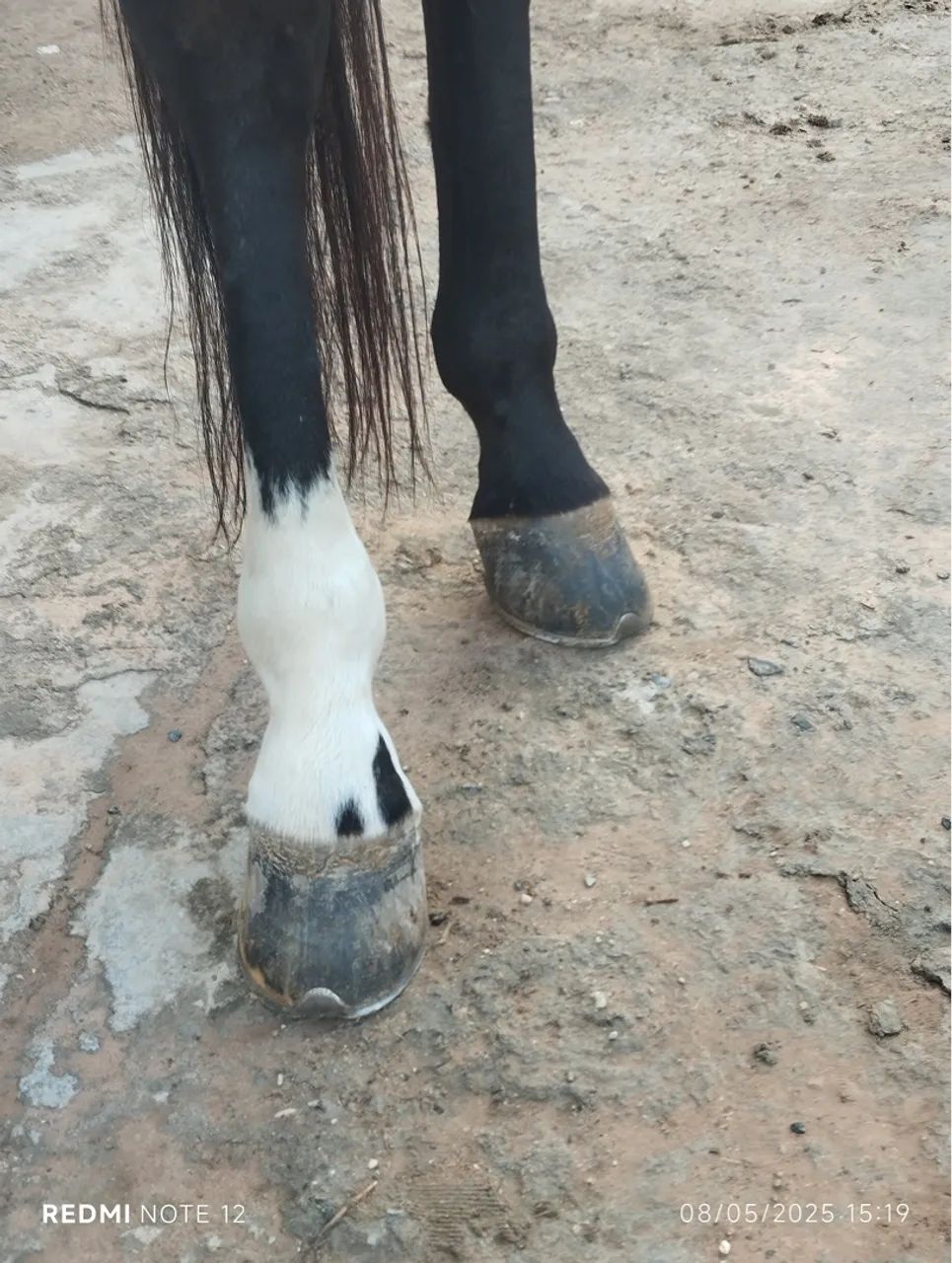 Cavalo para venda - Foto 2