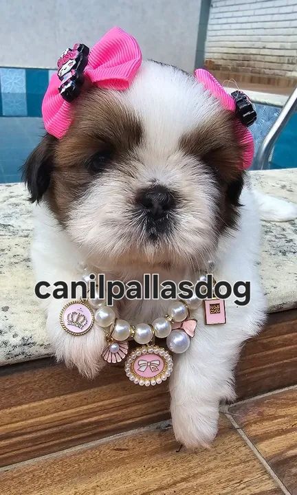 Linda Shih Tzu Filhotes - Foto 6