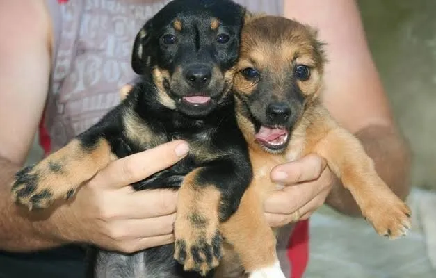Labrador x dog brasileiro