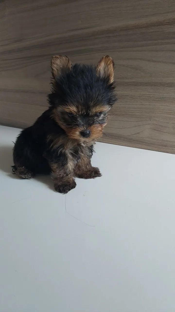 Yorkshire Terrier Filhote  - Foto 3