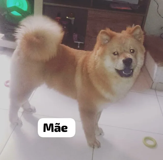 Filhote de Chow Chow 