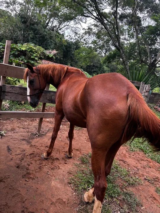 Mangalarga mineira marcha picada