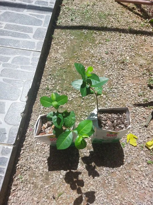 Mudas de Acerola - Foto 3