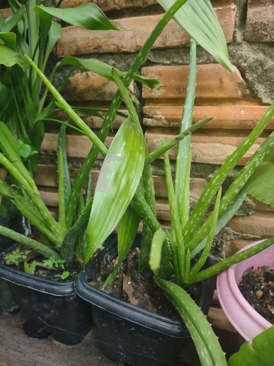 Mudas de Aloe Vera - Babosa-Plantas Medicinais