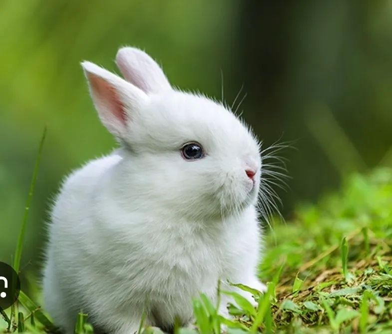 Coelho Mini Anão Netherland dwarft hotot Olhos Azuis ,Várias cores  - Foto 3