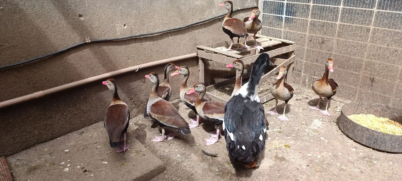 Patos e marrecas saudáveis. - Foto 6