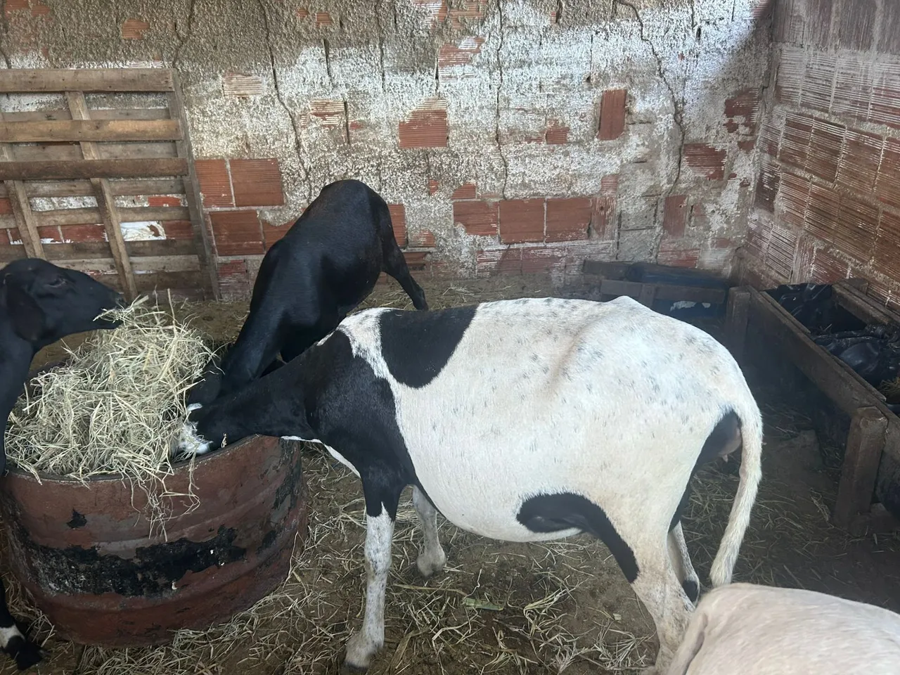 Ovelha amojada!
