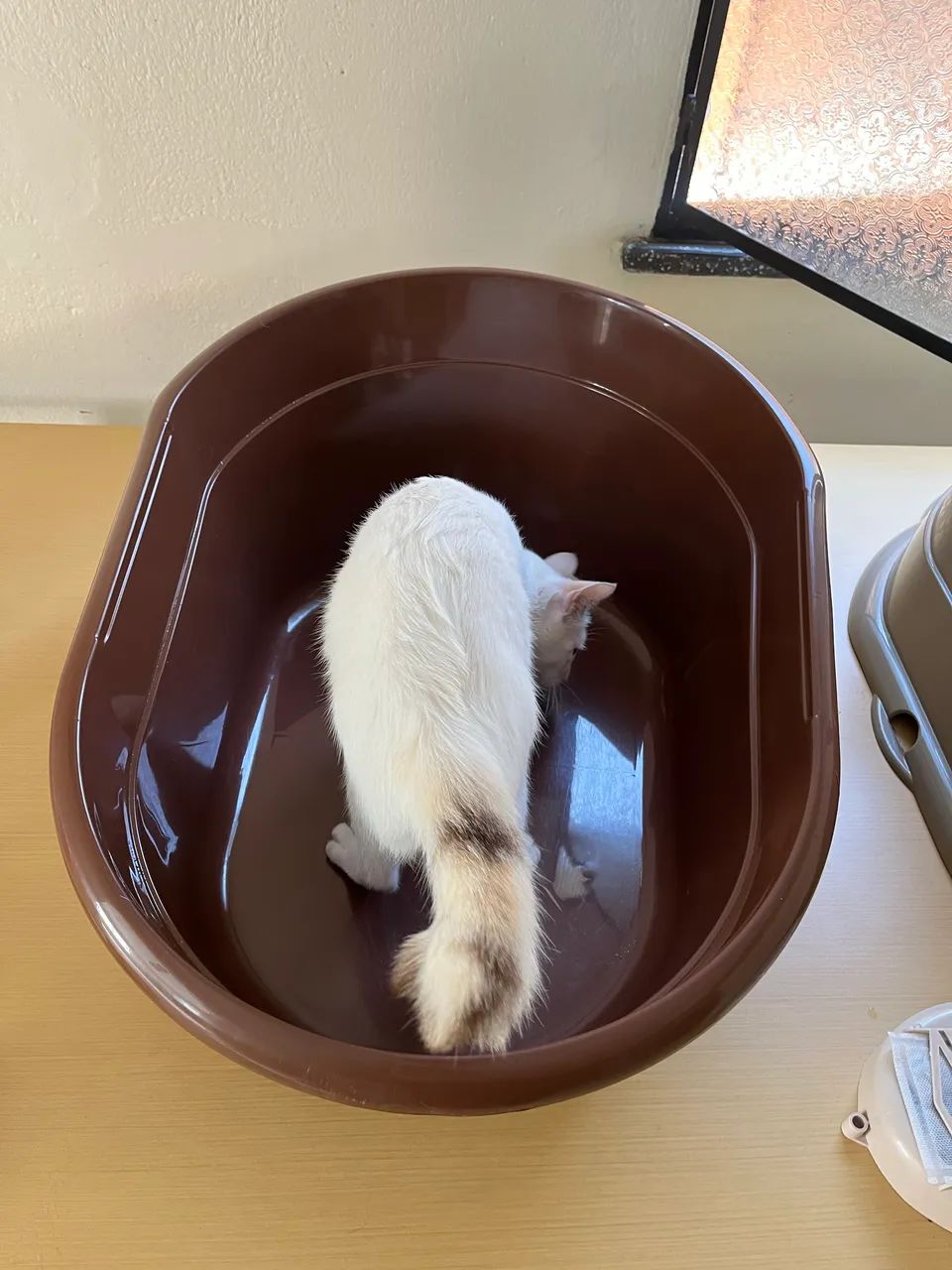 Toalete/banheiro para gatos  - Foto 6