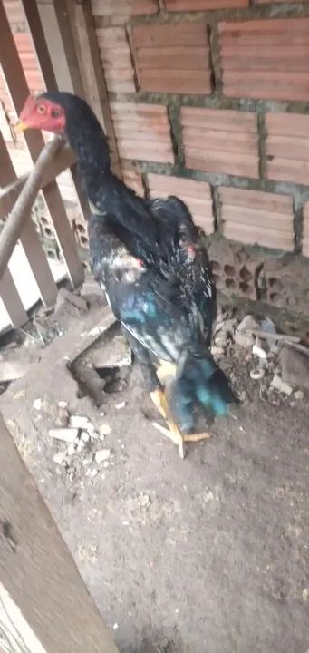 Vendo 2 frango  - Foto 4