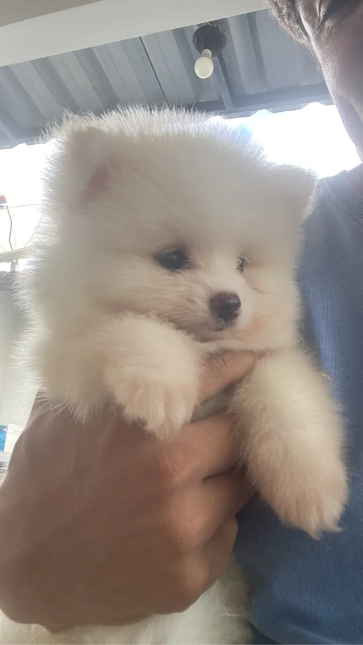 Filhote Macho de Spitz Alemão - Lulu