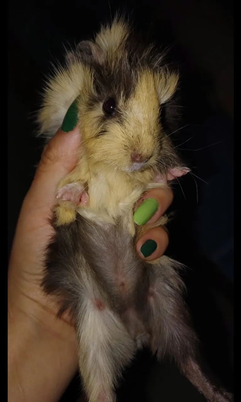 Porquinhos da Índia64842117901569120