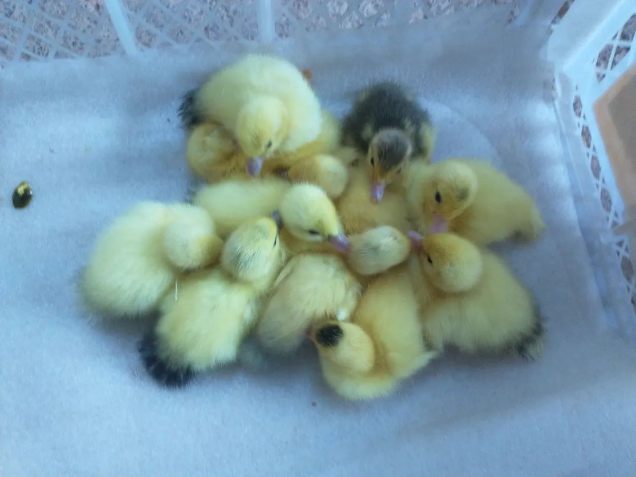 Lindos patinhos para presentear . - Foto 2