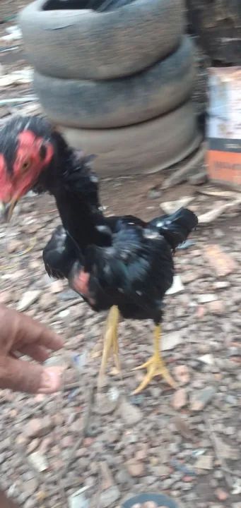 Vendo 2 frango  - Foto 3