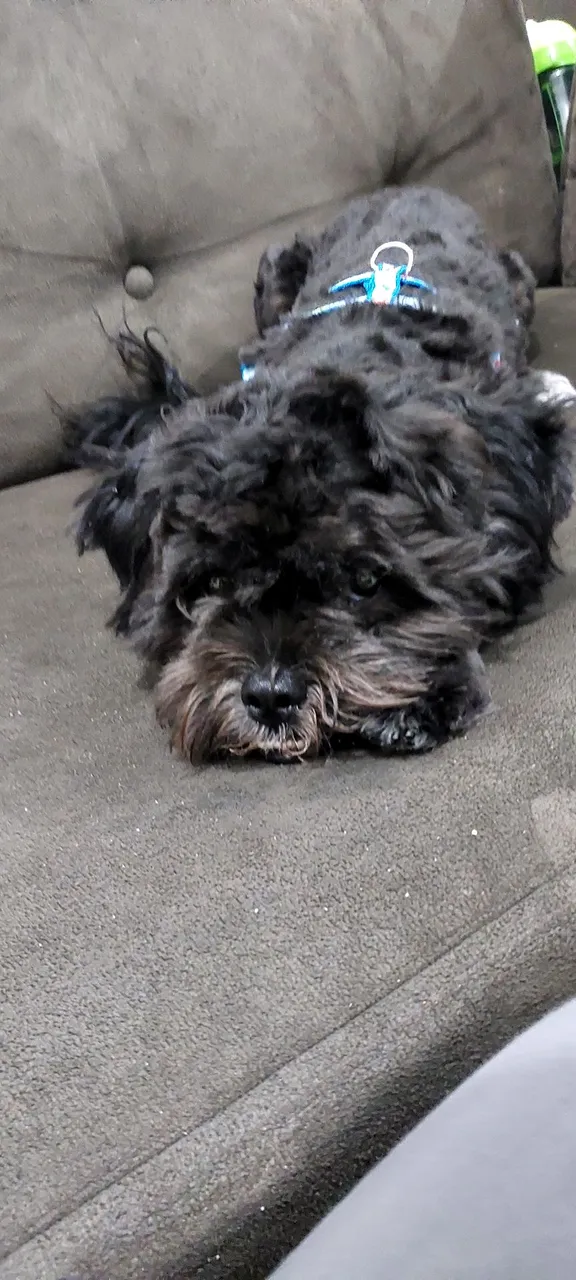 Filhote adorável de Shih Tzu para adoção