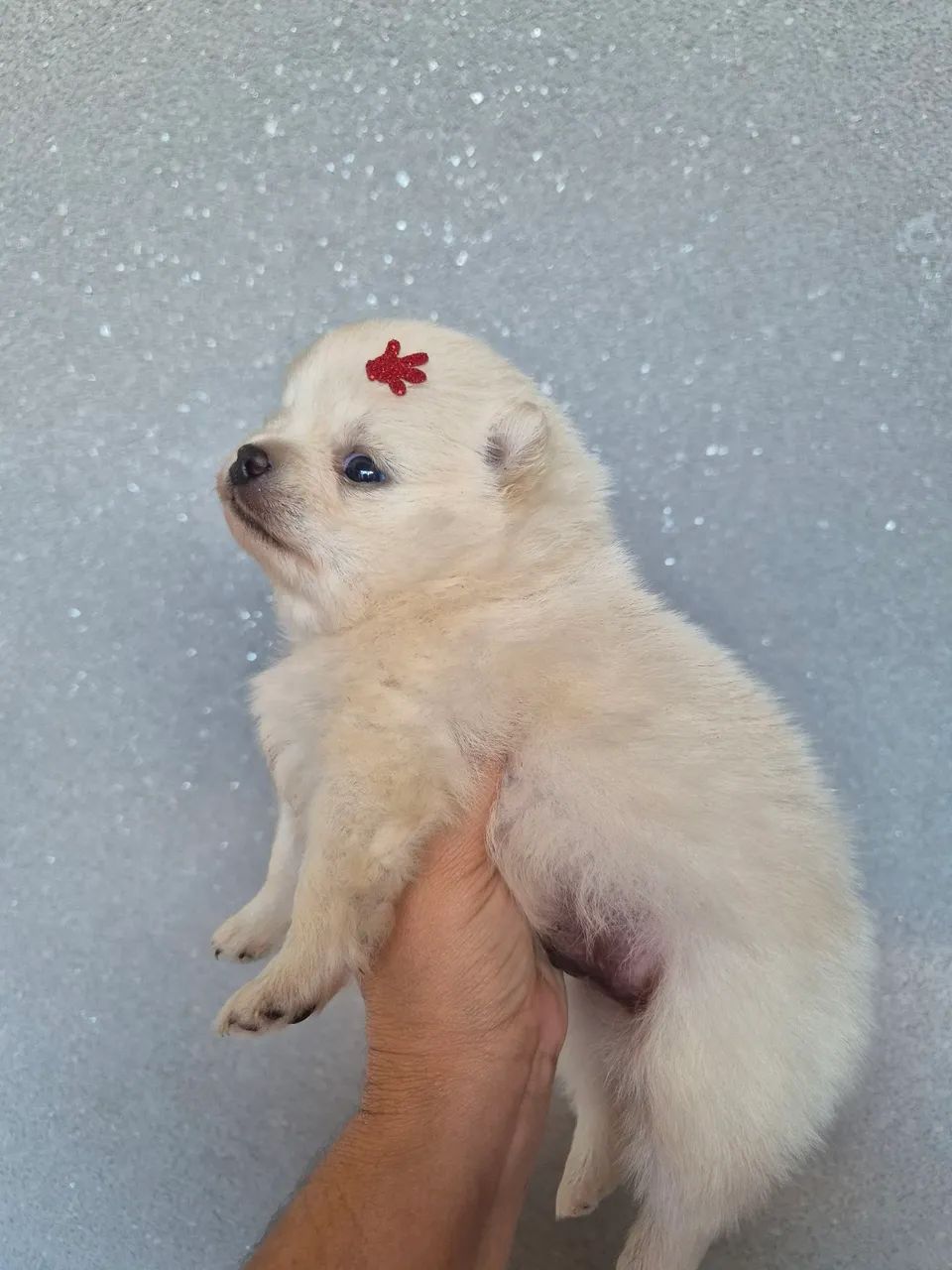 Filhote Spitz Alemão Fofo com Laço - Foto 3