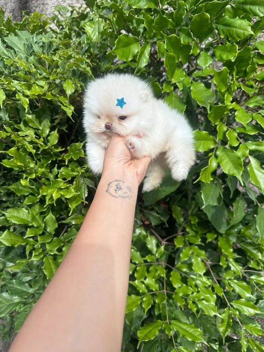 Pomerania Ursinho  
