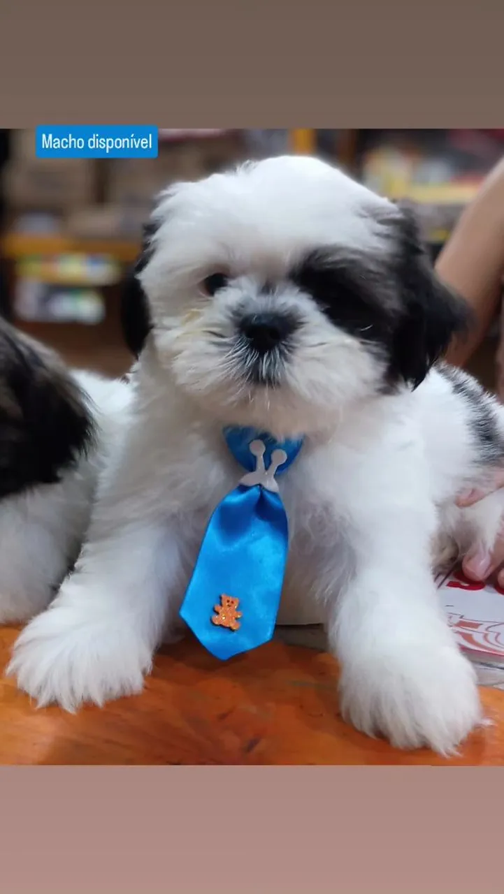 Filhote de Shih Tzu