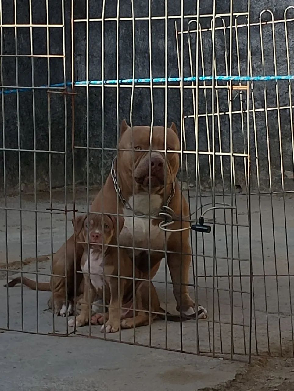 Brasillian Bull (Pit Monster)