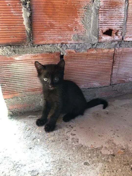 Gatos Filhotes para adoção  - Foto 3