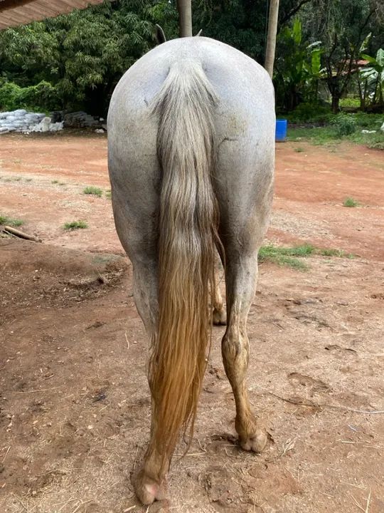 Cavalo - egua (marcha picada)  - Foto 5
