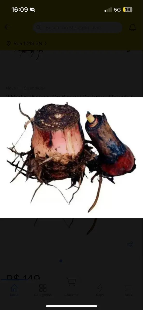 Muda de banana da terra - Foto 2