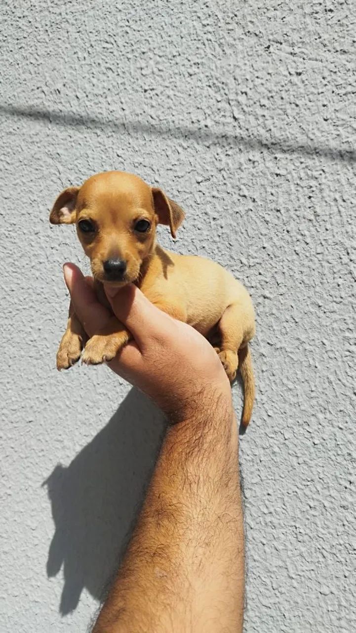 Cachorro  - Foto 3