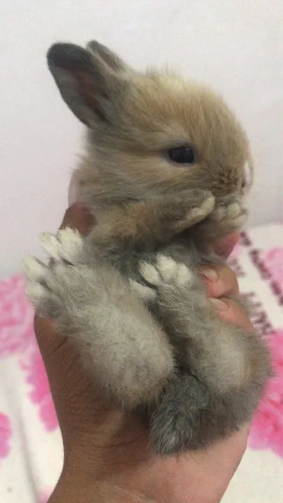 Doação de filhotes de coelho Anápolis  - Foto 2