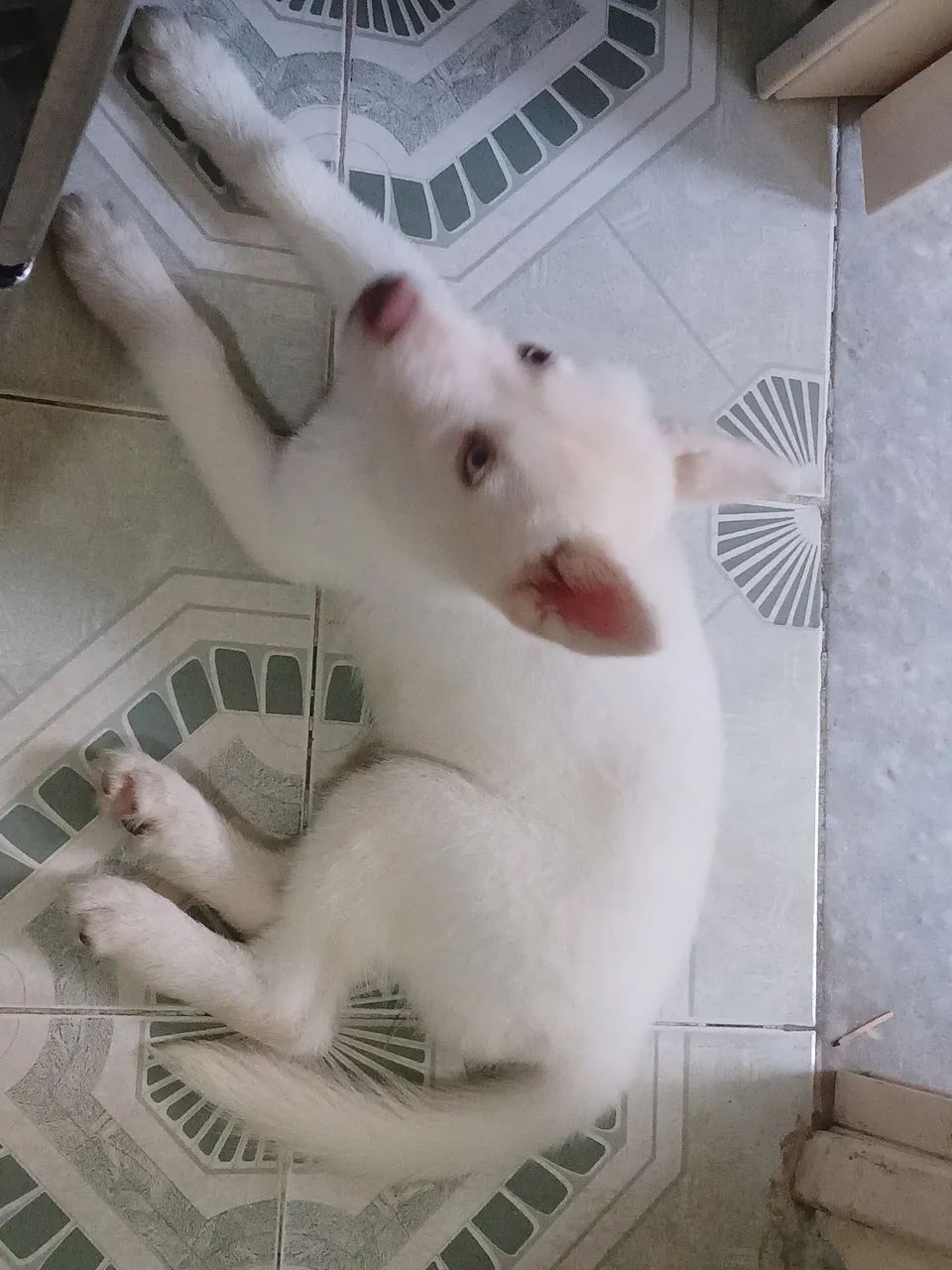 Filhote Husky Siberiano - Foto 3