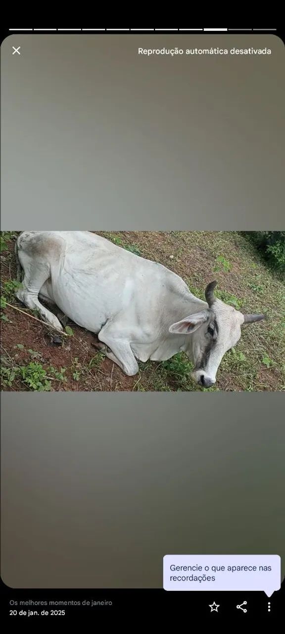 Gado/boi/vacas - Foto 4