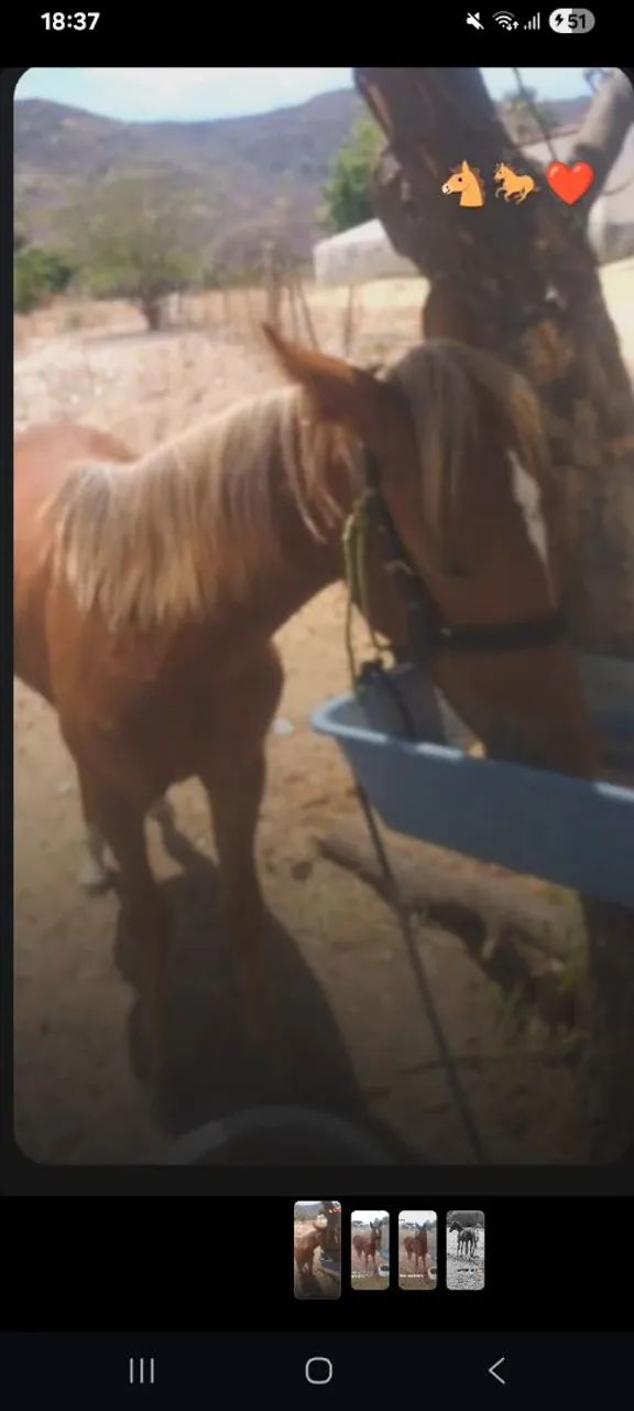 Cavalo manso de criar - Foto 2