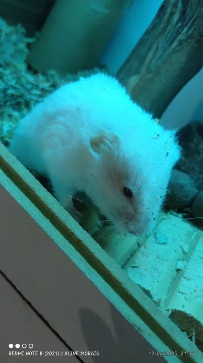 Hamster Anão Branco 40,00