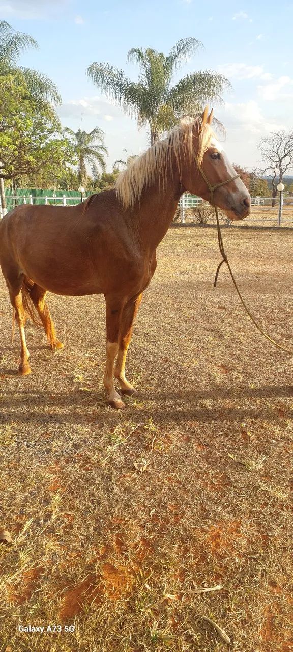 VENDA DE CAVALO - Foto 6