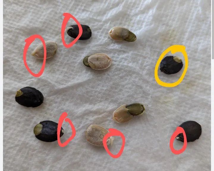 Semente de bucha vegetal  - Foto 3