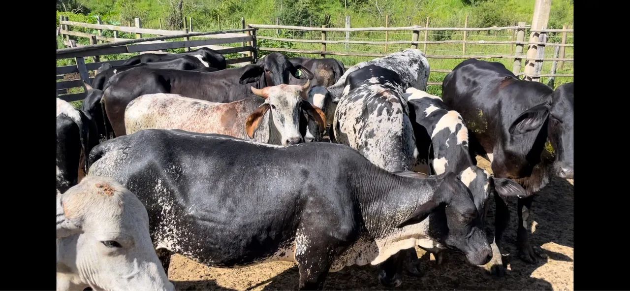 Novilhas Leiteiras de alto padrão  - Foto 5