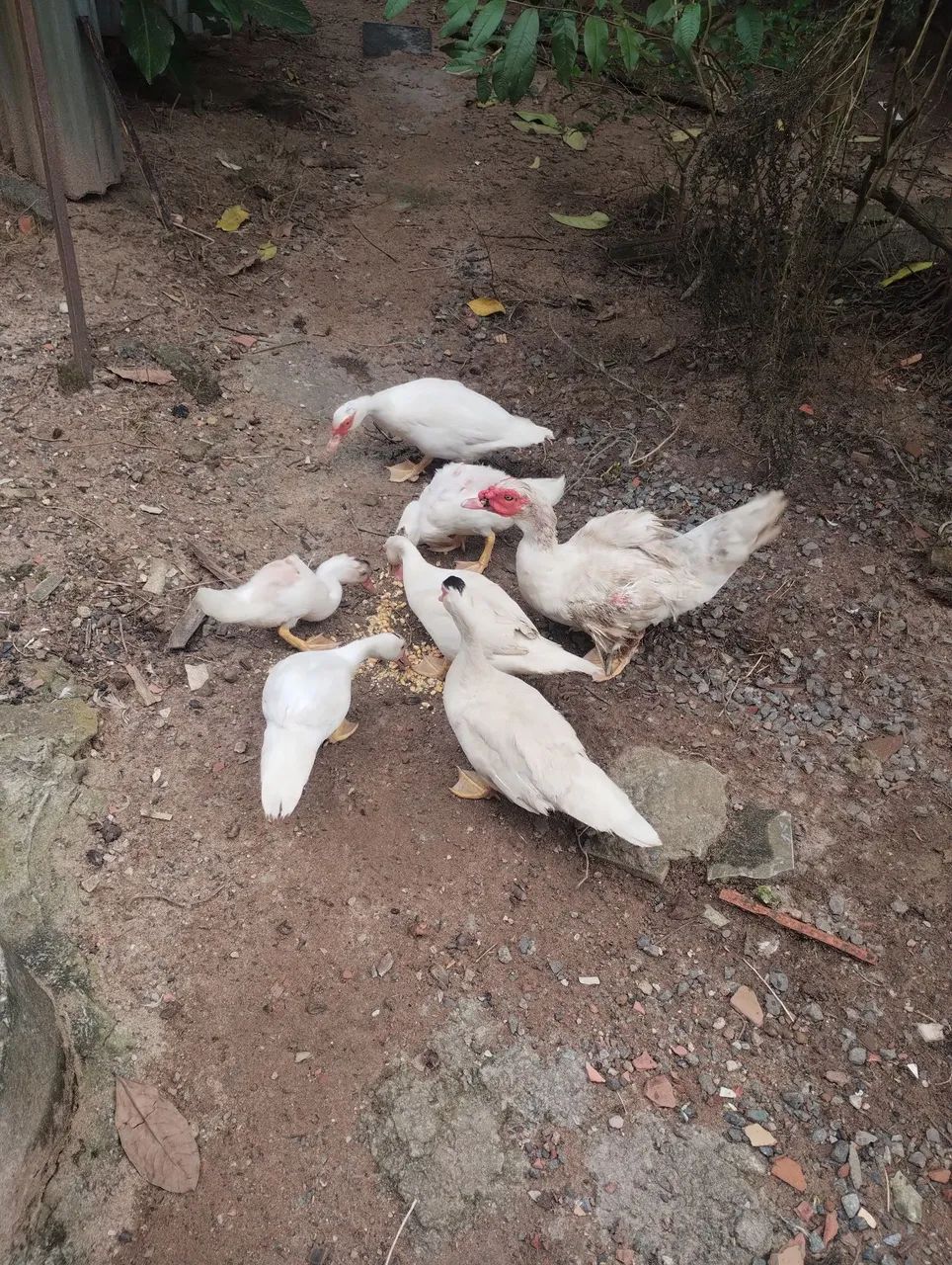 Pato - Foto 4