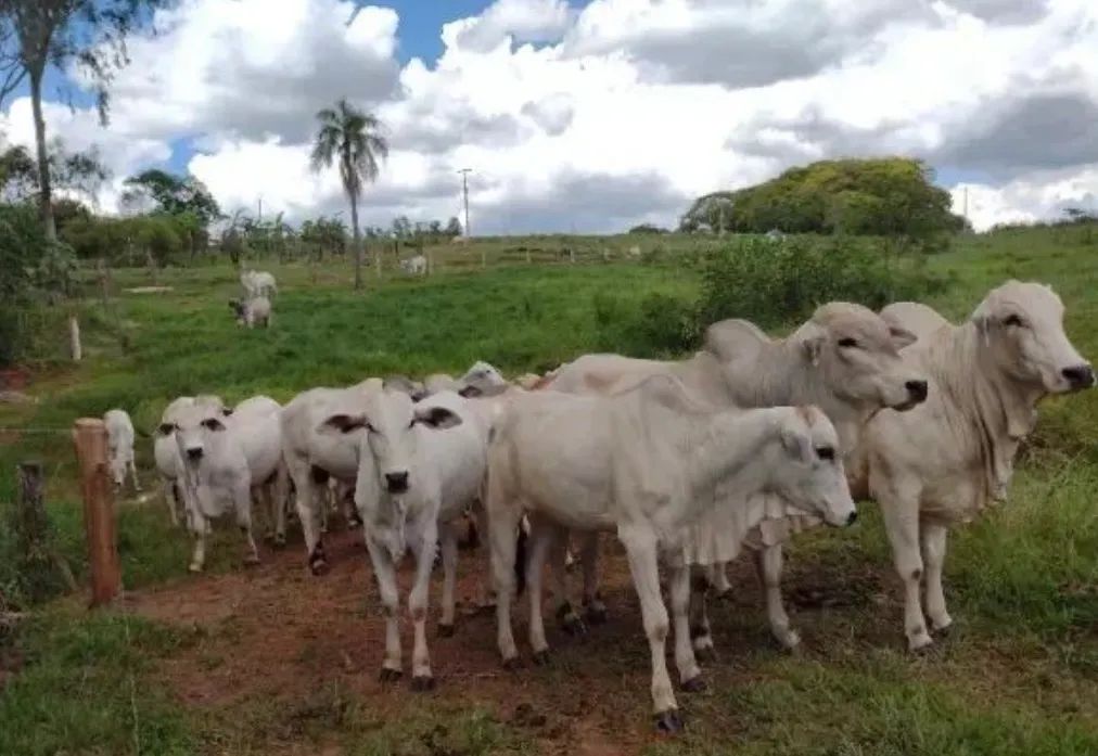 Sítio de 5 alqueires - A oportunidade que você esperava chegou!! - Foto 6