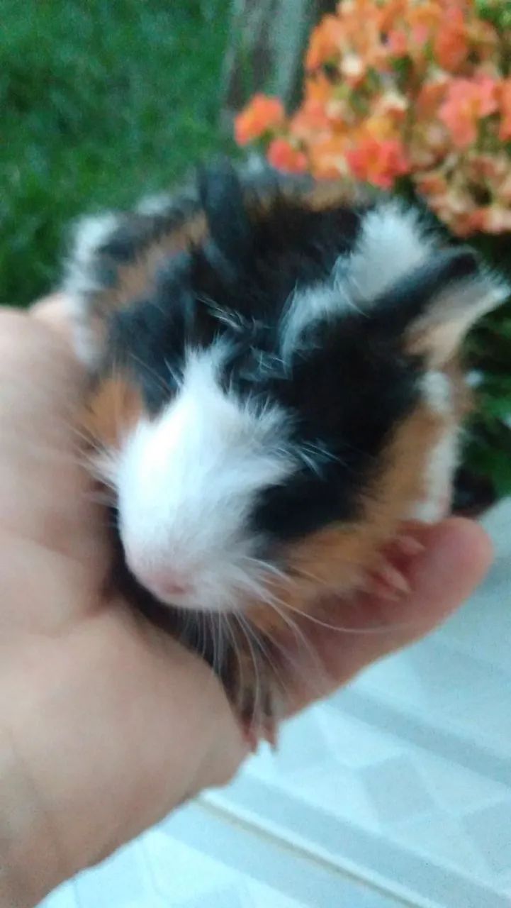 Vendo filhotes de porquinhos da índia  - Foto 2