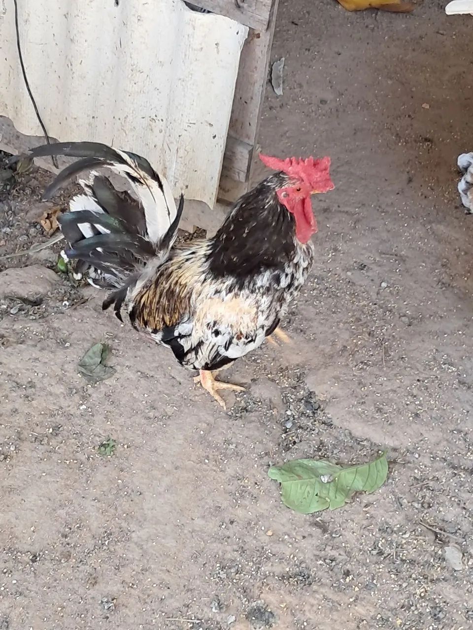 Galos Nagasaki, tenho vários p vender  - Foto 6