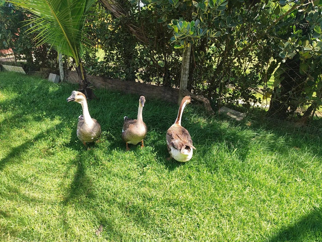 Gansos sinaleiros  - Foto 3