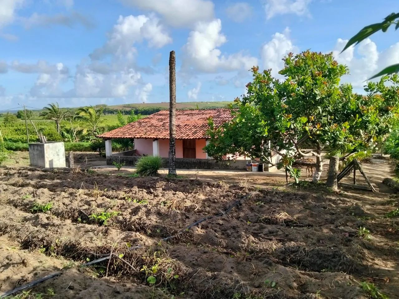 Vende-se sítio  - Foto 3